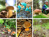 Část z deseti vítězných snímků houbařské fotosoutěže na Hobby iDNES.cz. Část z deseti vítězných snímků houbařské fotosoutěže na Hobby iDNES.cz.