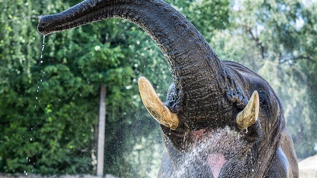 Bhem tropickch veder se rdi zchlad tak sloni v zoo ve Dvoe Krlov (1....