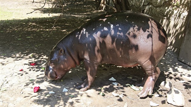 Nvtvnky jihlavsk zoologick zahrady hrok Pedro okamit odzbroj nejen svou roztomilost, ale i zvdavost.