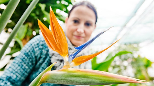 Botanick zahrada livch rostlin Farmaceutick fakulty Univerzity Karlovy v Hradci Krlov.