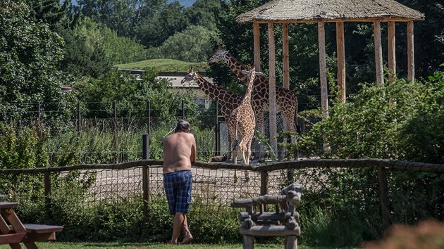 Safari Kemp v Zoo Dvr Krlov (2. ervence 2017)