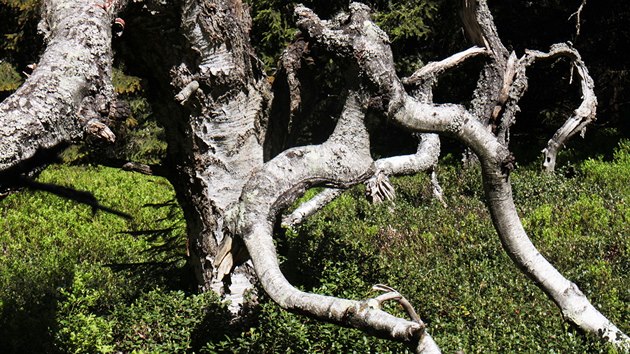 Pokroucen kmeny ve Dvorskm lese na krkonoskch Rchorch