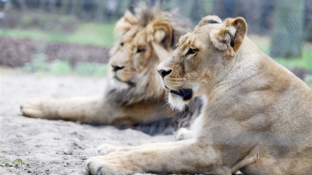 Prvn spolen setkn lv konskch Lolka a Kivu v brnnsk zoo.