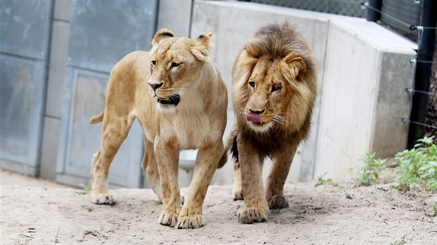 Prvn spolen setkn lv konskch Lolka a Kivu v brnnsk zoo.