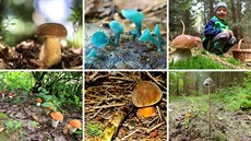 Část z deseti vítězných snímků houbařské fotosoutěže na Hobby iDNES.cz. Část z deseti vítězných snímků houbařské fotosoutěže na Hobby iDNES.cz.
