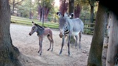 První potomek hebce Florise, malá samika zebry Grévyho (Equus grevyi), pila...