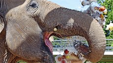 Slony by si v Jihlavě přáli mnozí návštěvníci zoo. Zatím je to ale sen. Na... Slony by si v Jihlavě přáli mnozí návštěvníci zoo. Zatím je to ale sen. Na...