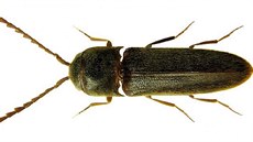 Dřevomil Rhacopus pyrenaeus. Dřevomil Rhacopus pyrenaeus.