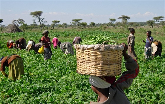 Sklize fazolí v Etiopii.