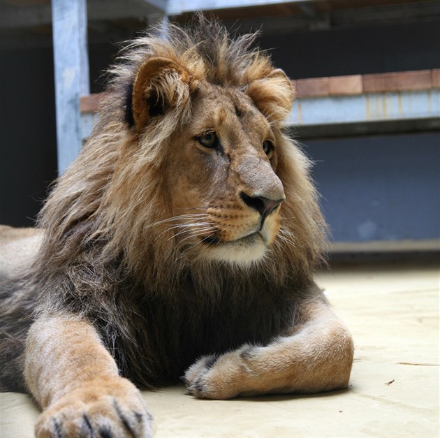 Poslední srpnovou sobotu se v brnnské zoo oteve nový výbh pro lvy. Do Brna...