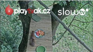 veverky_logo_small_nu veverky_logo_small_nu
