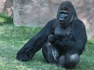 Gorilí samec Richard, spokojen se pasoucí ve venkovním výbhu.
