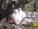 Ochrani sleduj populaci jesenickch sokol, pedevm pak nov mlata, i...