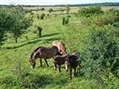 Divocí koně (exmoorští pony) v bývalém vojenském prostoru. Divocí koně (exmoorští pony) v bývalém vojenském prostoru.