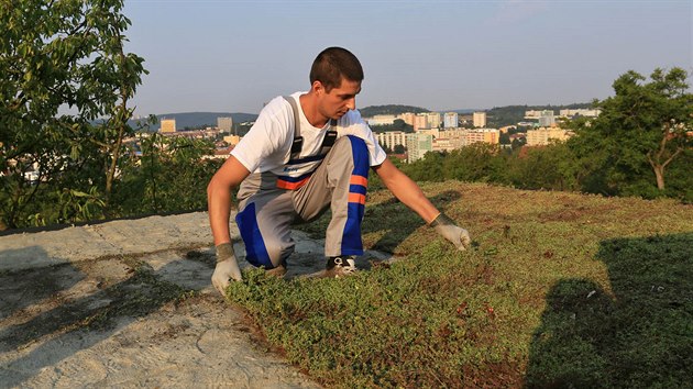 Předpěstovaná vegetační rohož urychluje a usnadňuje pokládku. Předpěstovaná vegetační rohož urychluje a usnadňuje pokládku.
