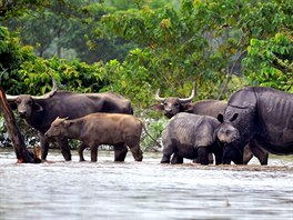 NAPAJEDLO. Nosoroci a bizoni v národním parku v okrese Nagaon na severovýchod...