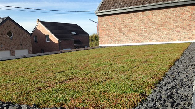 Zelen stecha s rozchodnkovm kobercem - podzim