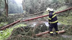 Olomoutí hasii likvidovali popadané stromy (11. srpna 2017).
