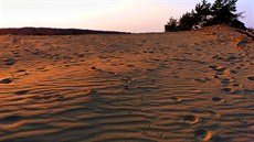 Podvečerní „poušť“ ve slovenském Záhorie Podvečerní „poušť“ ve slovenském Záhorie
