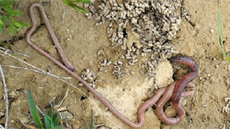 Dospělý jedinec Allolobophora hrabei dosahuje délky až 60 cm. Dospělý jedinec Allolobophora hrabei dosahuje délky až 60 cm.