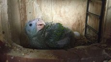Asi měsíc staré mládě amazoňana nádherného, které se vylíhlo v Papouščí zoo v... Asi měsíc staré mládě amazoňana nádherného, které se vylíhlo v Papouščí zoo v...