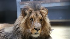 Poslední srpnovou sobotu se v brnnské zoo oteve nový výbh pro lvy. Do Brna...