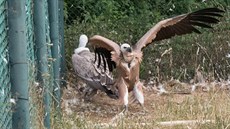 Mládě supa bělohlavého (vpravo) ve zlínské zoo. Mládě supa bělohlavého (vpravo) ve zlínské zoo.