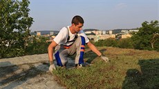 Předpěstovaná vegetační rohož urychluje a usnadňuje pokládku. Předpěstovaná vegetační rohož urychluje a usnadňuje pokládku.