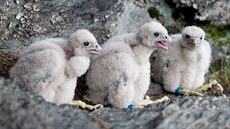 Ochranáři sledují populaci jesenických sokolů, především pak nová mláďata, i... Ochranáři sledují populaci jesenických sokolů, především pak nová mláďata, i...