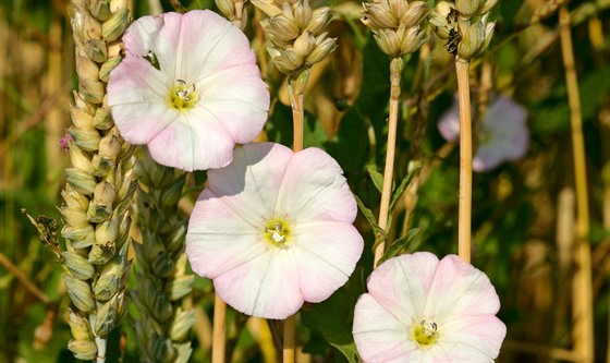 Svlaec rolní (Convolvulus arvensis)