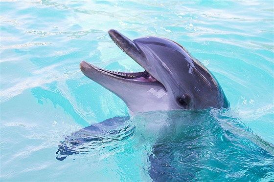 Delfíni jsou chytí, vynalézaví, mají výbornou pam a vymýlejí si hry,...