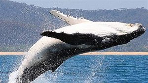 10 fantastických vcí v ivot velryb