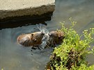 Nutrie Nutrie