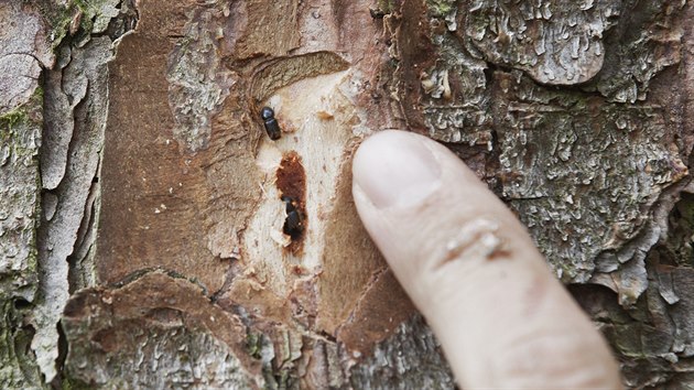 Tomáš Němec z Městských lesů Horažďovice ukazuje škody, které kůrovec napáchal... Tomáš Němec z Městských lesů Horažďovice ukazuje škody, které kůrovec napáchal...