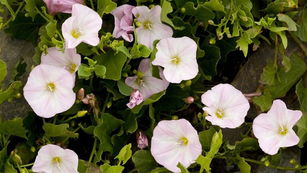 Svlaec roln (Convolvulus arvensis)