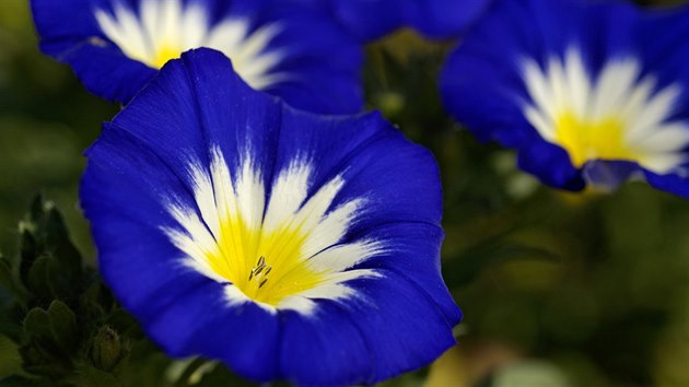 Svlaec trojbarevn (Convolvulus tricolor) - lechtn pbuzn svlace rolnho