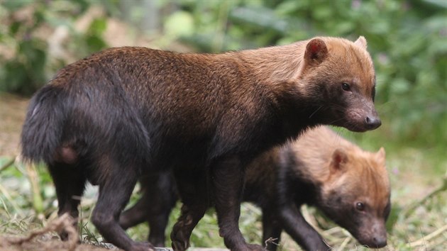 Brati Chico a Rico se zabydluj v jihlavsk zoo.