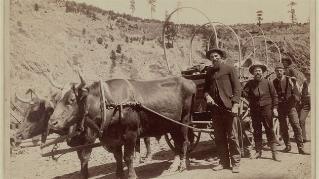 Zlat horeka vyvolala velkou migraci, nikdo nechtl pijt pozd. Foto z roku 1889