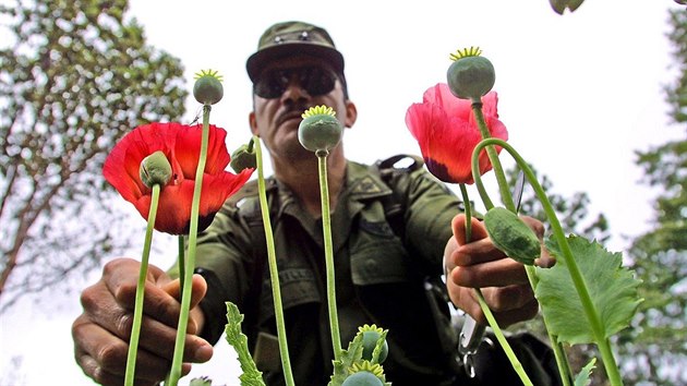 Mexick vojk na makovm poli nedaleko Acapulca. Heroin je vnosnm odvtvm mexickch drogovch kartel. (27. srpna 2002)
