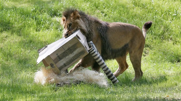 Lvi kont maj v novm venkovnm vbhu brnnsk zoo spoustu prostoru i hraek k vyit, pi jejich pedstaven veejnosti k nim oetovatel pidali i nadvanou kartonovou zebru. A pardn msta k pozorovn lv maj tak nvtvnci.