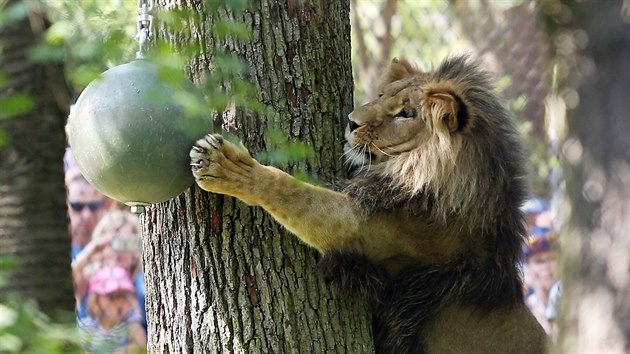 Lvi kont maj v novm venkovnm vbhu brnnsk zoo spoustu prostoru i hraek k vyit, pi jejich pedstaven veejnosti k nim oetovatel pidali i nadvanou kartonovou zebru. A pardn msta k pozorovn lv maj tak nvtvnci.