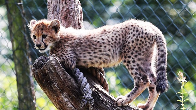 Gepard paterata ve svm vbhu v prask zoo (26. srpna 2017)