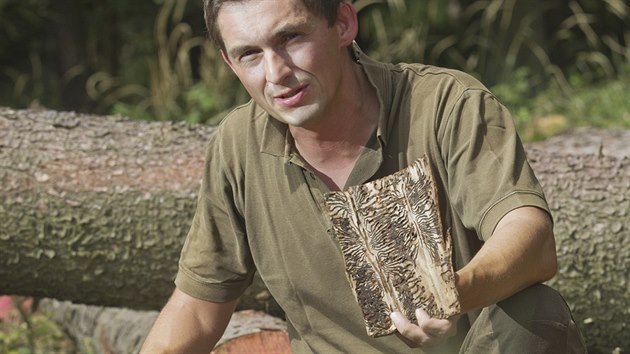 Tom Nmec z Mstskch les Horaovice ukazuje kody, kter krovec napchal v podh umavy. (18. srpna 2017)