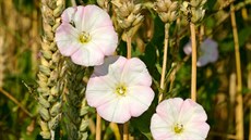 Svlačec rolní (Convolvulus arvensis) Svlačec rolní (Convolvulus arvensis)