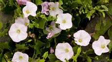 Svlaec rolní (Convolvulus arvensis)