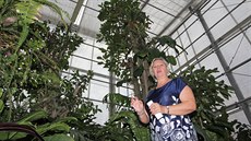 Kurátorka Arboreta Nový Dvůr na Opavsku Šárka Zemková u fíkusu velkolistého. Kurátorka Arboreta Nový Dvůr na Opavsku Šárka Zemková u fíkusu velkolistého.