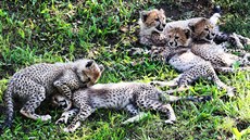 Gepardí paterčata ve svém výběhu v pražské zoo (26. srpna 2017) Gepardí paterčata ve svém výběhu v pražské zoo (26. srpna 2017)