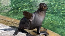 Lachtan Mamut se loučí s návštěvníky. Čeká ho přesun do německé zoo. Lachtan Mamut se loučí s návštěvníky. Čeká ho přesun do německé zoo.