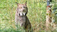 V plzeňské zoo odchovali dvě mláďata rysa kanadského. (24. 8. 2017) V plzeňské zoo odchovali dvě mláďata rysa kanadského. (24. 8. 2017)