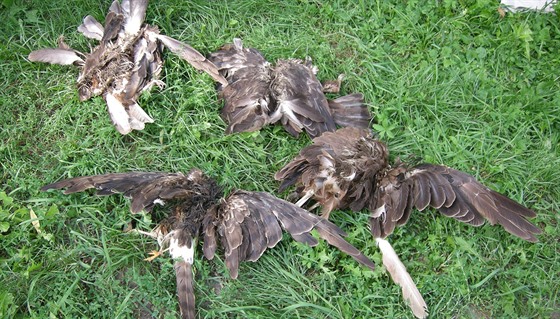 Pohled na ást postílených dravc, které nali ornitologové poblí Kojetína.